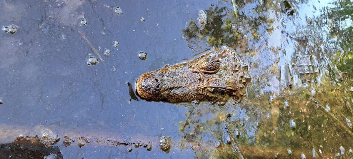 Caiman Lagoon