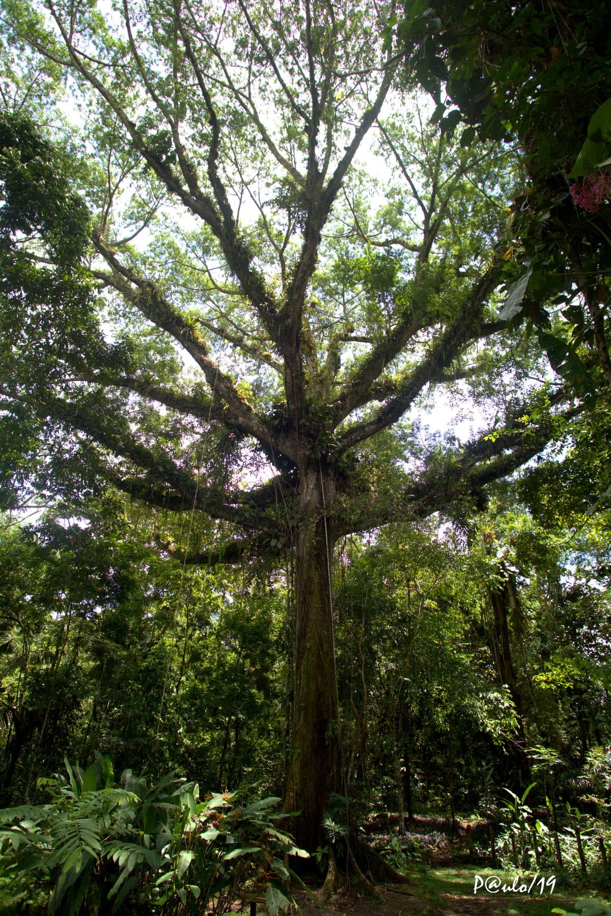 Parque Amazónico La Isla (PALI)